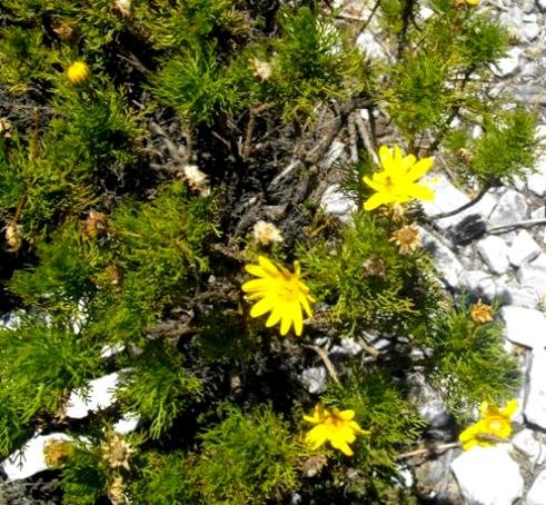 Euryops abrotanifolius