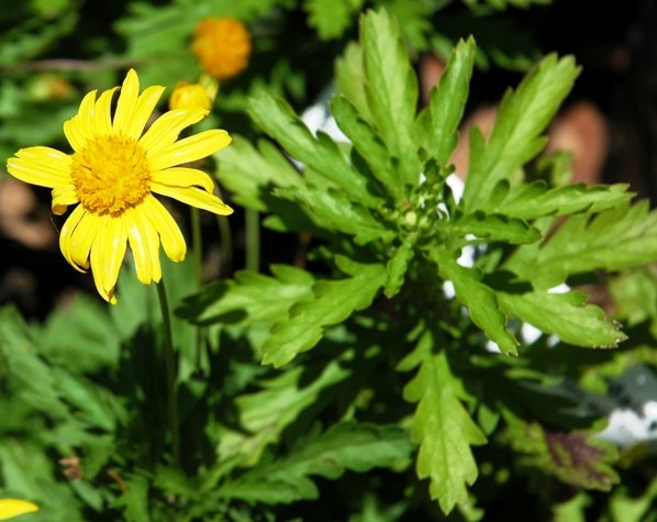 Euryops chrysanthemoides