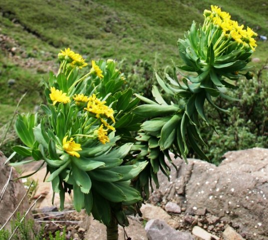 Euryops evansii at the Sani Pass