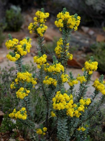 Euryops lateriflorus flowerheads