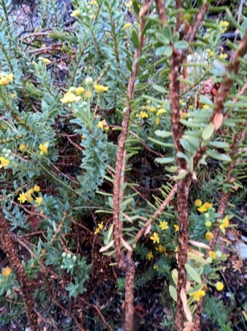 Euryops lateriflorus lower stems