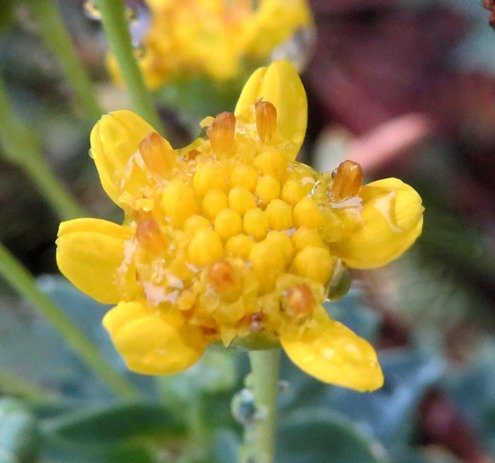 Euryops lateriflorus flowerhead