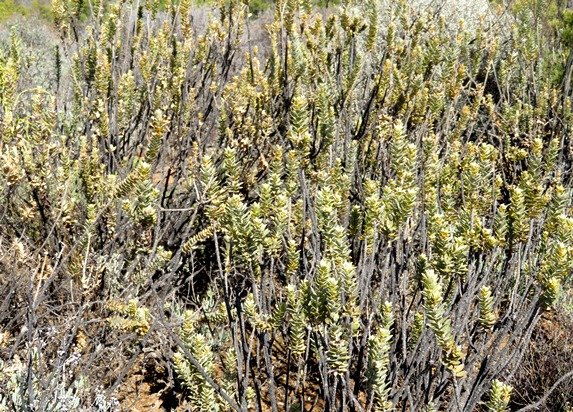 Euryops lateriflorus colony
