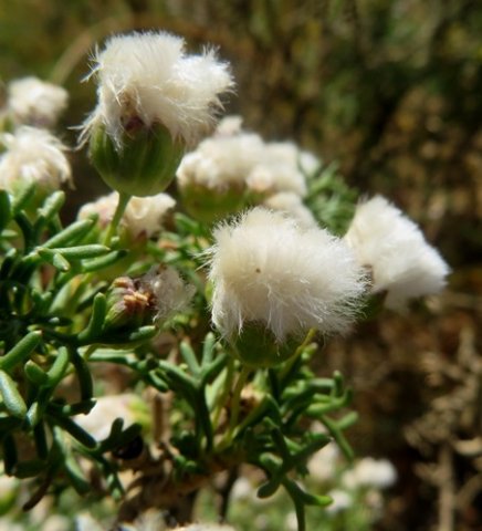 Euryops multifidus white-woolly fruit