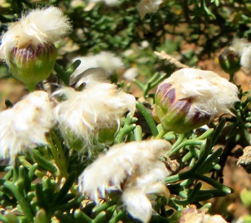Euryops multifidus involucre grip