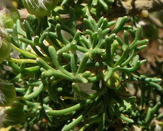 Euryops multifidus leaves