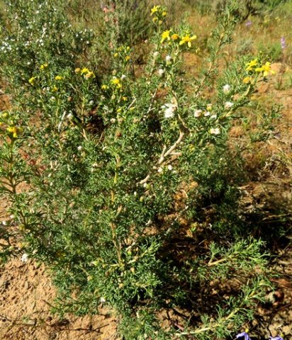 Euryops multifidus
