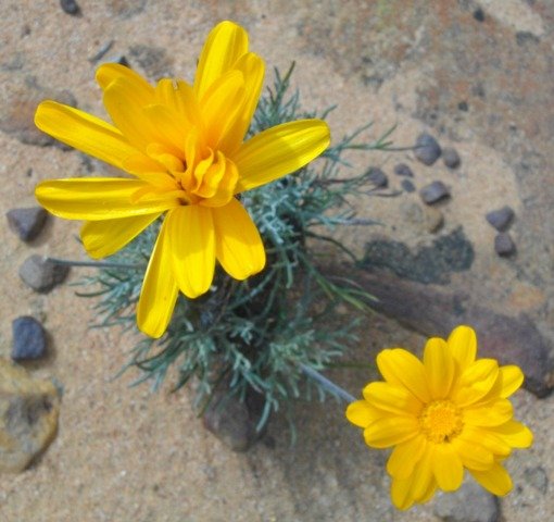 Euryops othonnoides, the klipharpuis