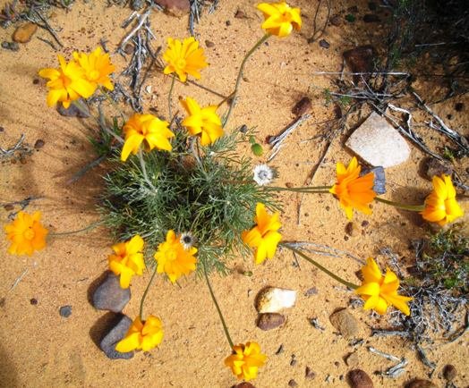 Euryops othonnoides