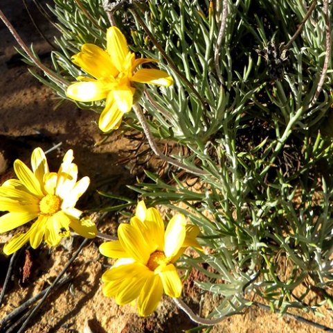 Euryops othonnoides lobed leaves