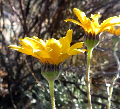 Euryops othonnoides involucres