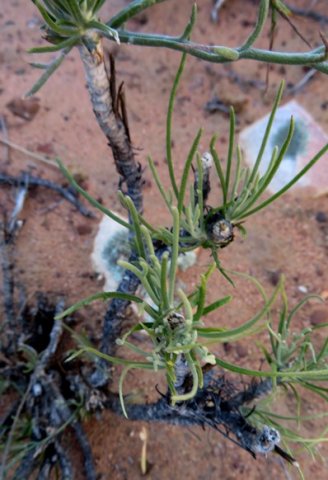 Euryops othonnoides life from the unlikely