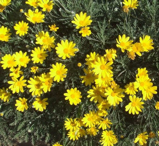 Euryops pectinatus