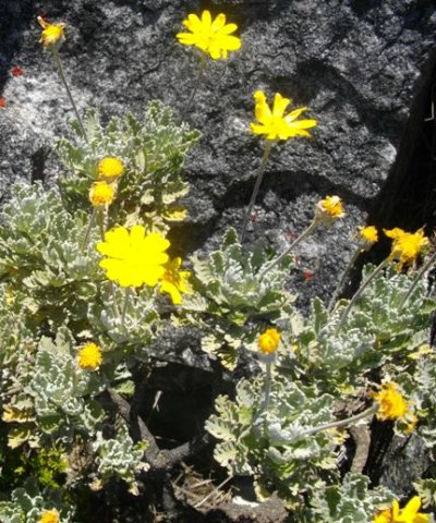 Euryops pectinatus, smaller but older