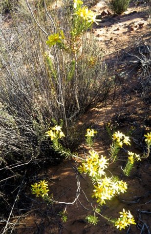 Euryops rehmannii few meandering branches