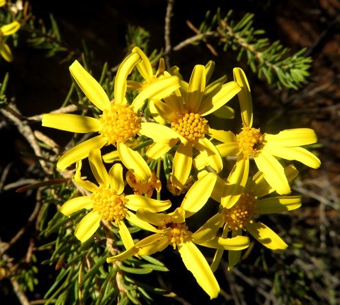 Euryops rehmannii inflorescence