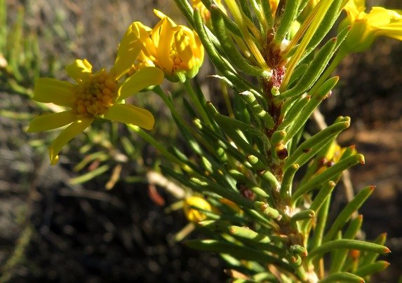 Euryops rehmannii leaves