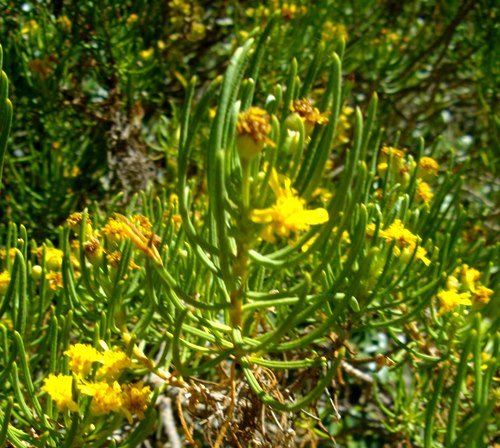 Euryops rehmannii