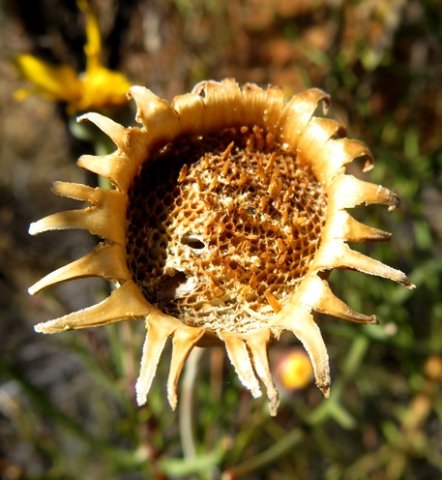 Euryops speciosissimus pitted receptacle