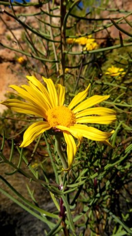 Euryops speciosissimus twisting rays