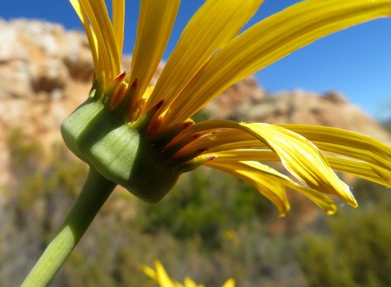 Euryops speciosissimus involucre