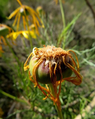 Euryops speciosissimus old flowerhead