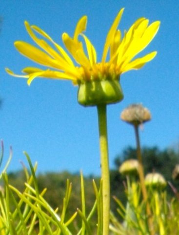 Euryops speciosissimus flowerhead