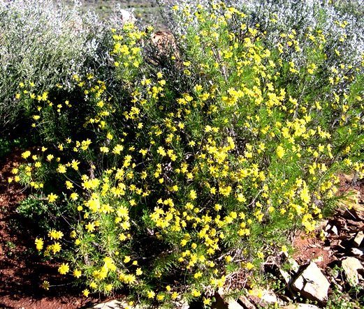 Euryops subcarnosus