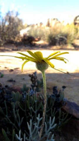 Euryops tagetoides involucre