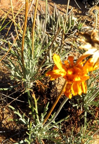 Euryops tagetoides peduncles or stalks