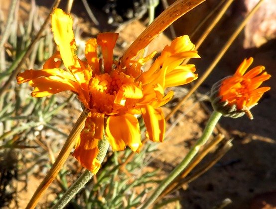 Euryops tagetoides neat and not so much