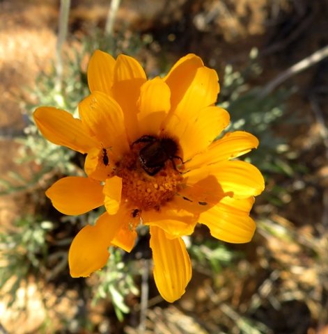 Euryops tagetoides occupied