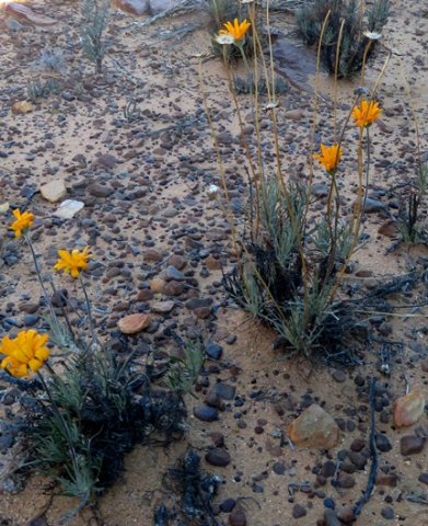 Euryops tagetoides dry surroundings