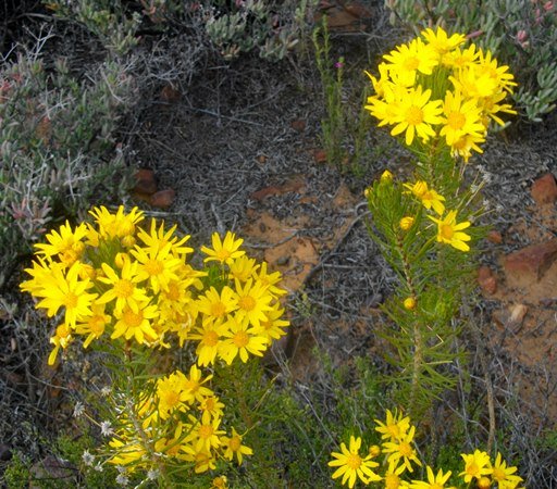 Euryops tenuissimus
