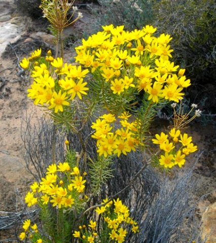 Euryops tenuissimus leaves and flowerheads