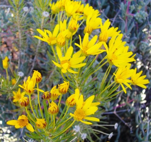 Euryops tenuissimus flowering stem-tips