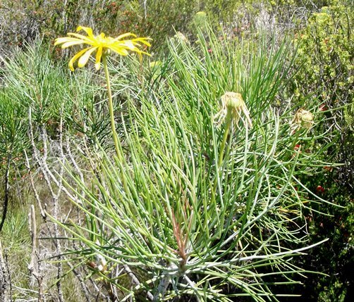 Euryops speciosissimus stem-tips