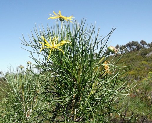 Euryops speciosissimus leaves