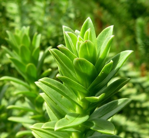 Euryops tysonii stem-tip leaves