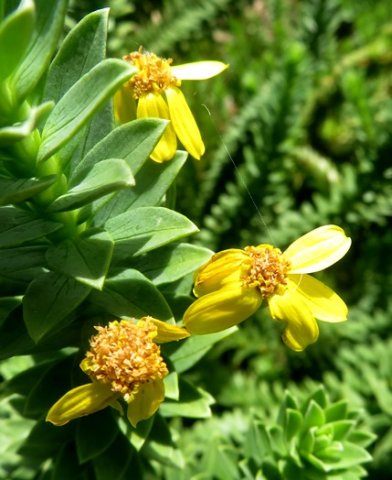 Euryops tysonii flowerheads
