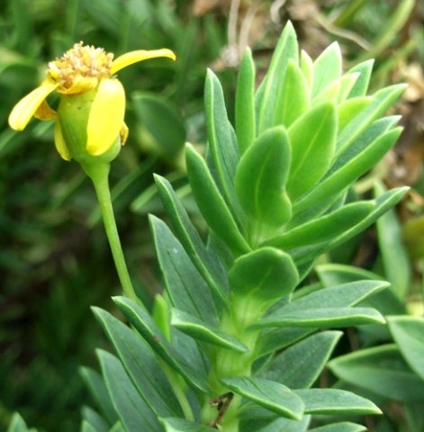 Euryops tysonii involucre and stem tip