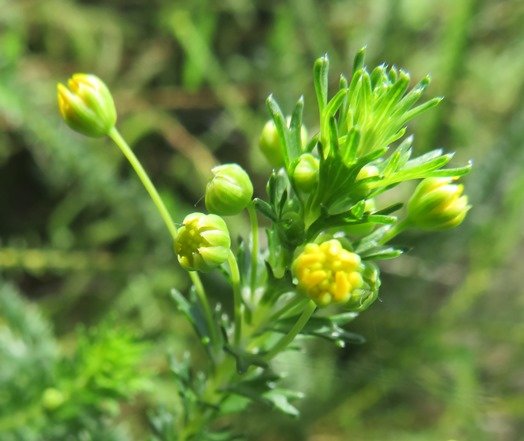 Euryops virgineus opening flowerheads