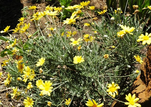 Euryops pectinatus