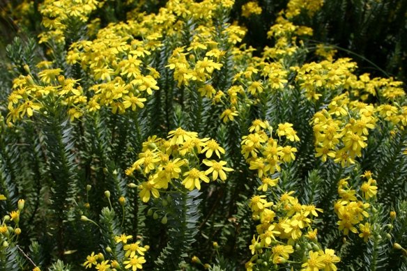 Euryops tysonii 