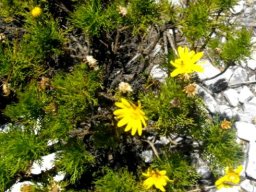 Euryops abrotanifolius