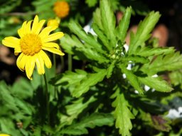 Euryops chrysanthemoides