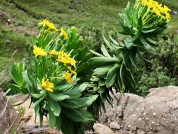 Euryops evansii at the Sani Pass