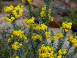 Euryops lateriflorus flowerheads
