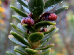 Euryops lateriflorus failed buds