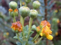 Euryops lateriflorus floral stages